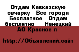 Отдам Кавказскую овчарку - Все города Бесплатное » Отдам бесплатно   . Ненецкий АО,Красное п.